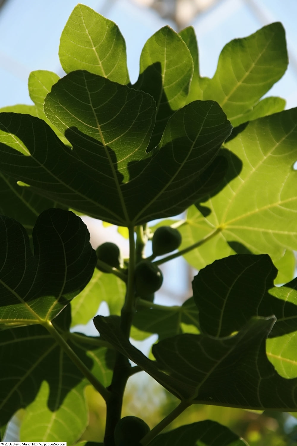 Brown Turkey fig tree