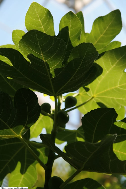 Brown Turkey fig tree