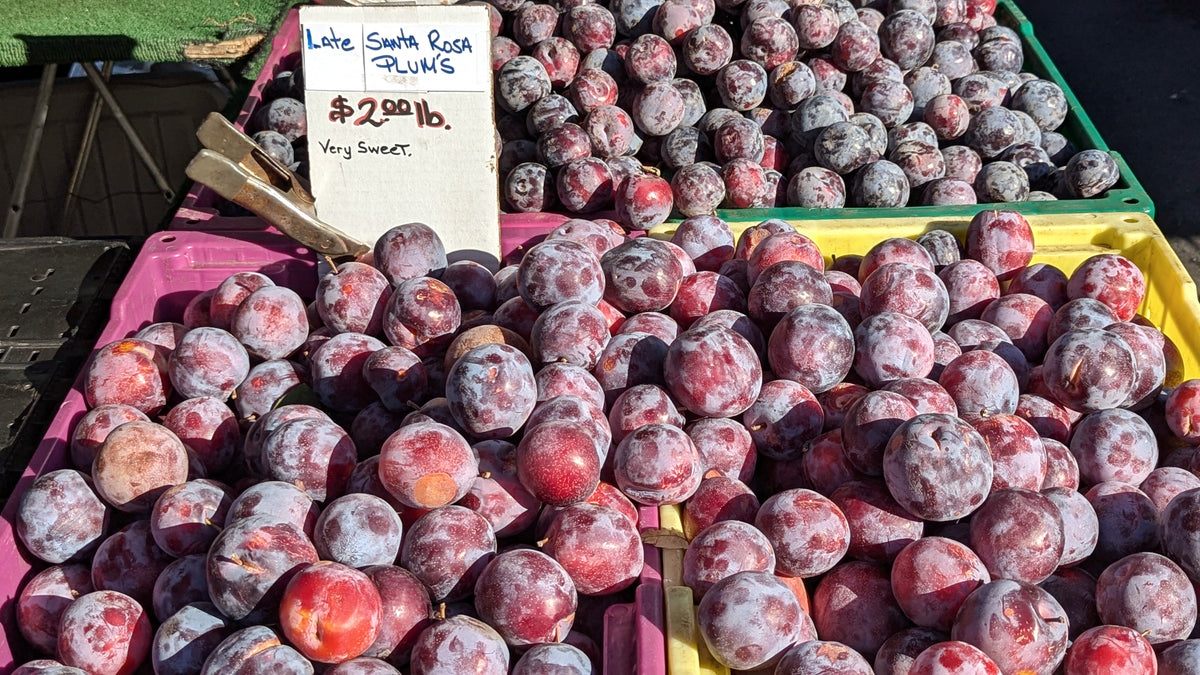 Santa Rosa plum fruit